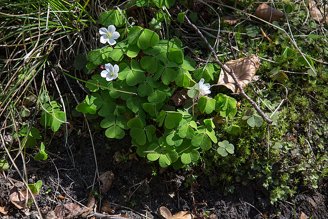 20140417 1268VRAw [D-LIP] Sauerklee, Donoperteich, Detmold