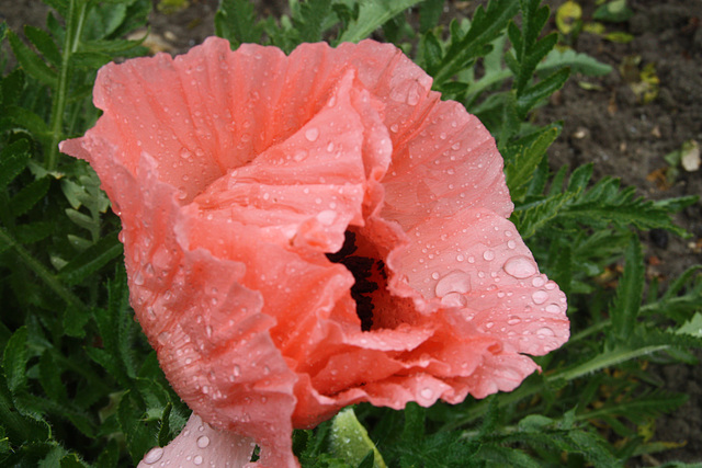 pavot après la pluie