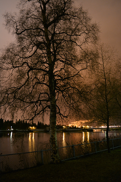 Tree of Night