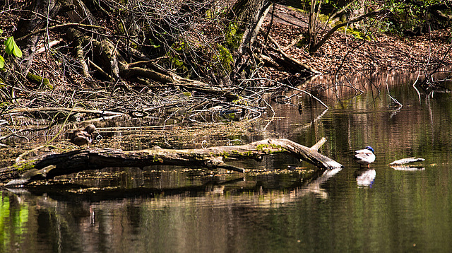 20140417 1265VRAw [D-LIP] Stockente (Anas platyrhynchos), Donoperteich, Detmold-Pivitsheide