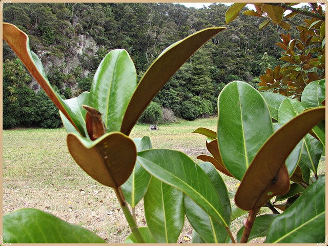 Large Leaves