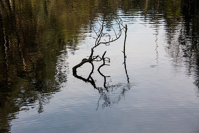 20140417 1264VRAw [D-LIP] Donoperteich, Detmold-Pivitsheide