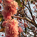 Blossoms catching the evening sun