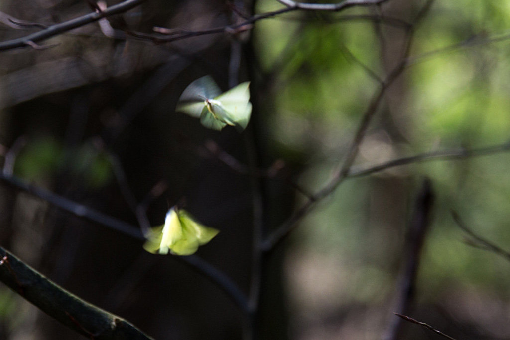 20140417 1256VRAw [D-LIP] Schmetterlinge, Donoperteich-