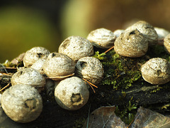 unknown fungi