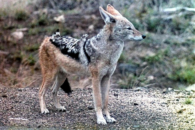 Black Backed Jackal Kruger Park