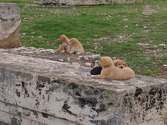 Pups at Temple of Olympian Zeus