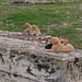 Pups at Temple of Olympian Zeus