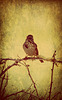 sparrow