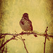 sparrow