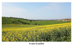 A sea of yellow  - Bishopstone - East Sussex - 11.4.2014