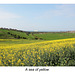 A sea of yellow  - Bishopstone - East Sussex - 11.4.2014