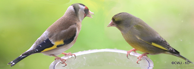 You do realize I'm a greenfinch you're chatting up?