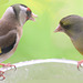You do realize I'm a greenfinch you're chatting up?