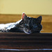 Cat at the top of the staircase