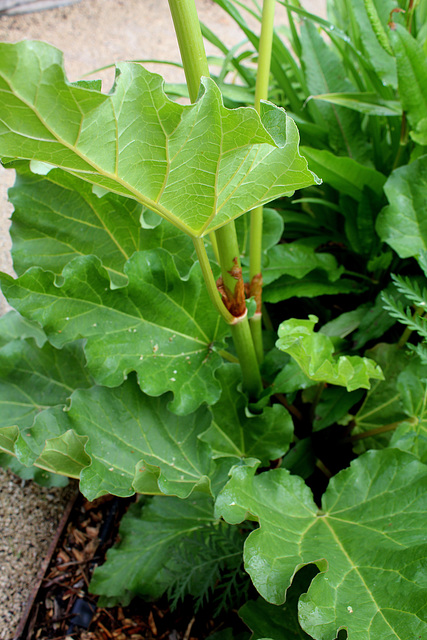 Rheum undulatum -Rhubarbe à feuilles ondulées