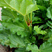 Rheum undulatum -Rhubarbe à feuilles ondulées