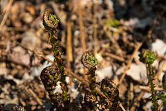 20140419 1340VRAw [D-MI] Farn, Großes Torfmoor, Hille