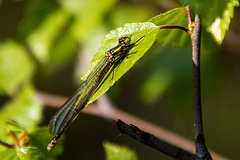 20140419 1339VRAw [D-MI] Libelle, Großes Torfmoor, Hille