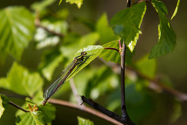 20140419 1338VRAw [D-MI] Libelle, Großes Torfmoor, Hille