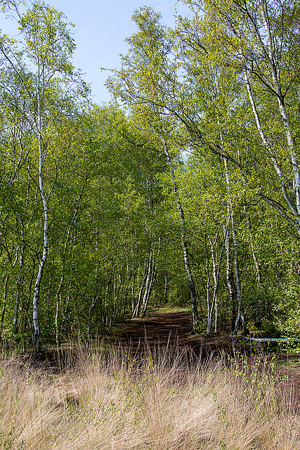 20140419 1337VRAw [D-MI] Birken, Großes Torfmoor, Hille