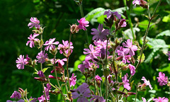 Sunbathed flowers