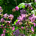 Sunbathed flowers