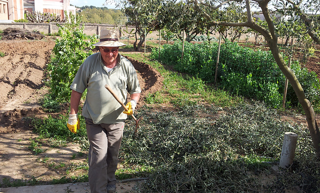 Papa working the olive trees