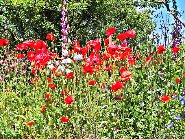 Garden mixture