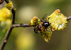 20140419 1330VRAw [D-MI] Weide, Mistbiene, Großes Torfmoor, Hille