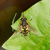 Hover Fly