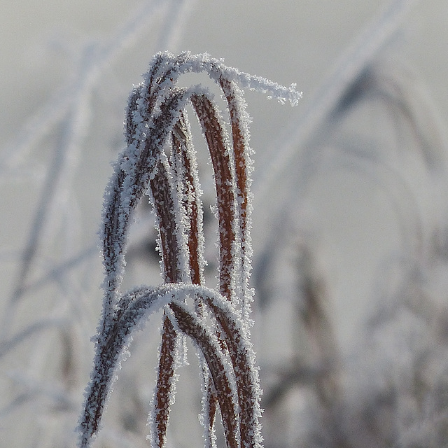 A touch of winter beauty