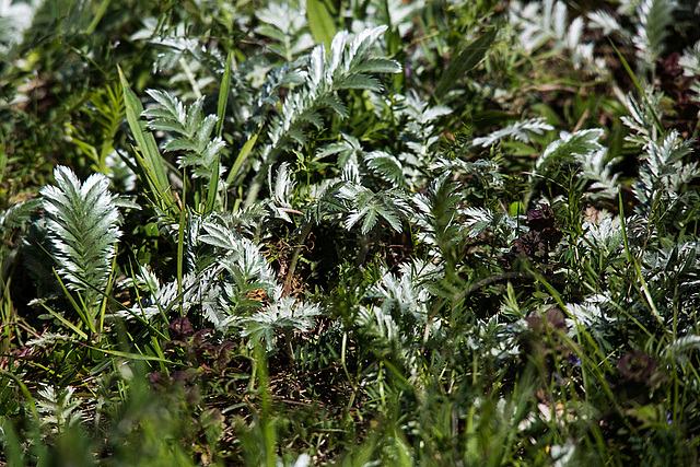 20140503 2286VRTw [D~HVL] Kriechendes Fingerkraut (Potentilla reptans), Parey