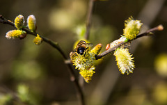 20140419 1328VRAw [D-MI] Weide, Mistbiene, Großes Torfmoor, Hille