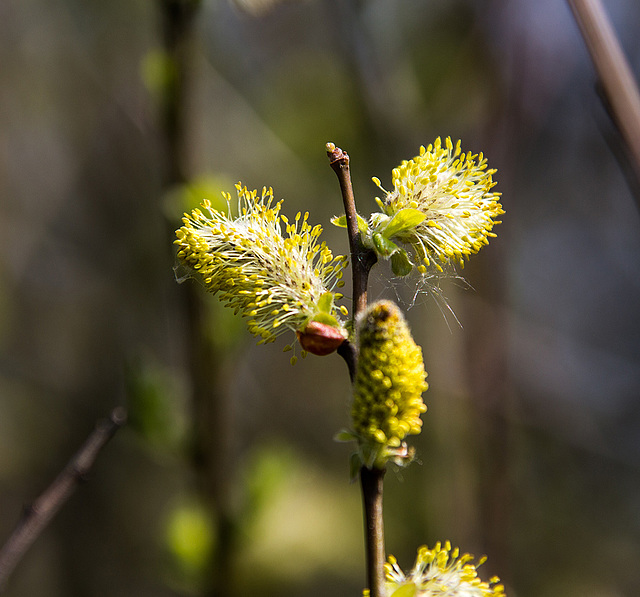 20140419 1327VRAw [D-MI] Weide, Großes Torfmoor, Hille