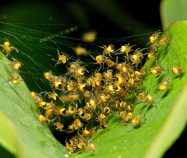 Baby Spiders