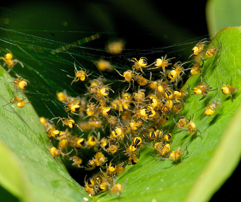 Baby Spiders