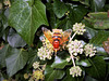 Hornet on Ivy