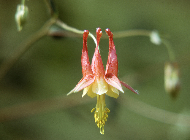 columbine