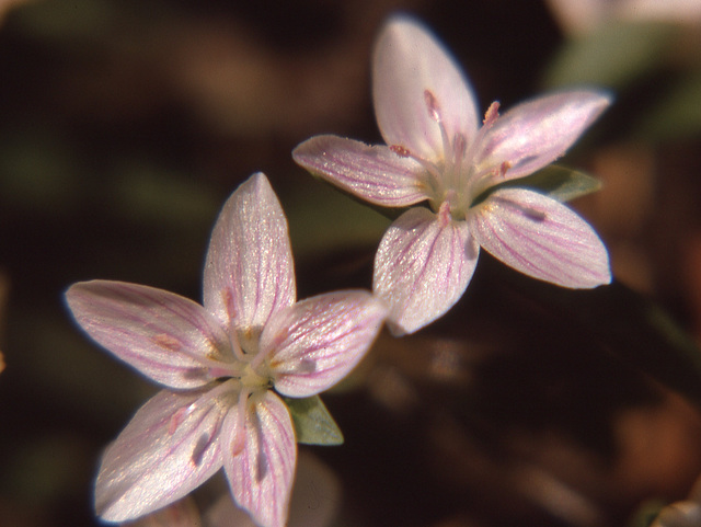 spring beauties