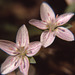 spring beauties