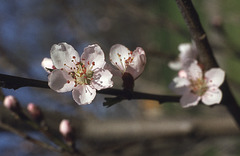 peach blossoms