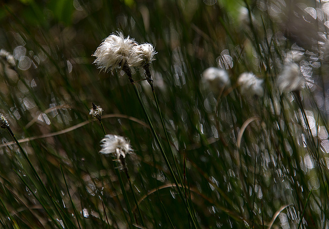 20140419 1323VRAw [D-MI] Scheidiges Wollgras (Eriophorum vaganatum), Großes Torfmoor, Hille