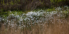 20140419 1322VRAw [D~MI] Scheidiges Wollgras (Eriophorum vaganatum), Großes Torfmoor, Hille