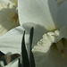 DSCF5519 white daffodils sm