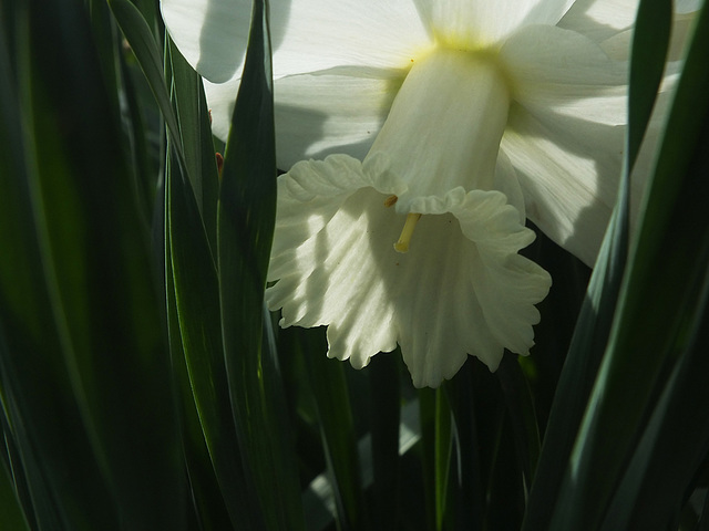 DSCF5523 white daffodil sm