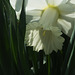 DSCF5523 white daffodil sm