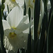 DSCF5527 white daffodils sm