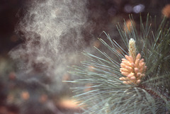 pine pollen