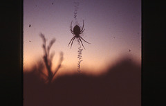 garden spider i